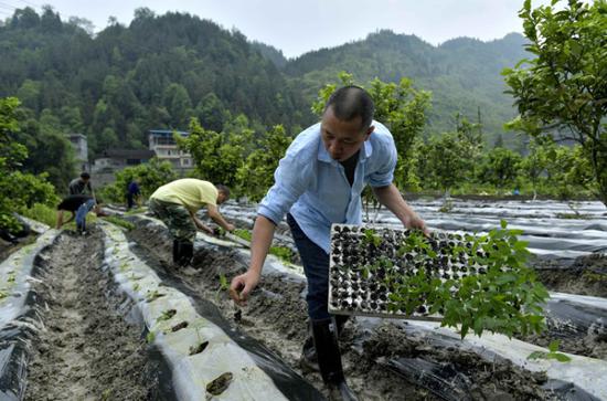 湖北宣恩县直机关干部与村民一起移栽辣椒苗