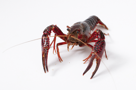 虽然"龙虾"和"小龙虾"只差一个"小"字,但两者其实完全不同属:龙虾家族