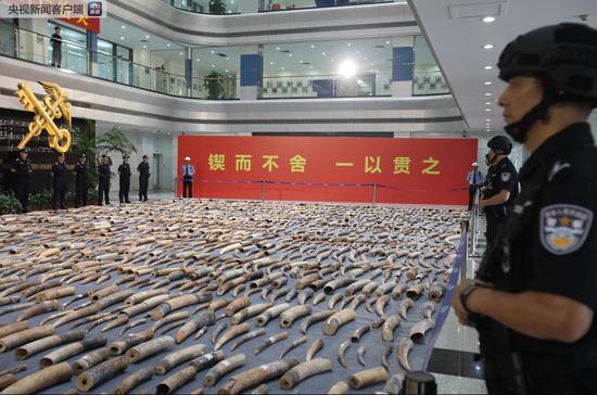 △图为:2019年3月黄埔海关在侦办“1·17”特大象牙走私案中查获的部分象牙