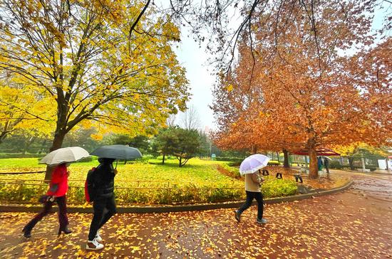 11月18日早晨，在方庄体育公园，晨练散步的市民欣赏雨中秋色。