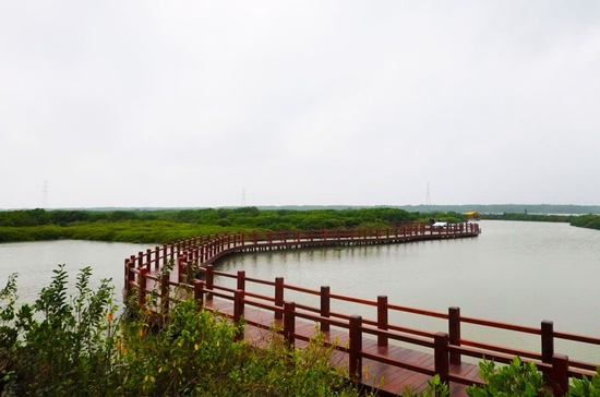↑这是广东湛江市麻章区湖光镇金牛岛红树林片区（2023年4月10日摄）。