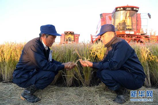 9月26日，黑龙江农垦建三江管理局七星农场职工秦泗利（左）和工友查看水稻长势。新华社记者王凯摄