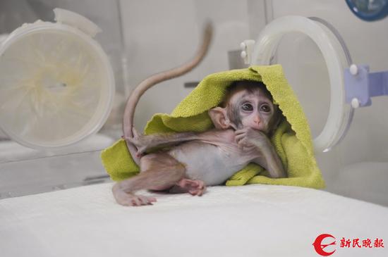 图说：出生没多久的克隆猴躲在孵育箱的角落里 郜阳 摄