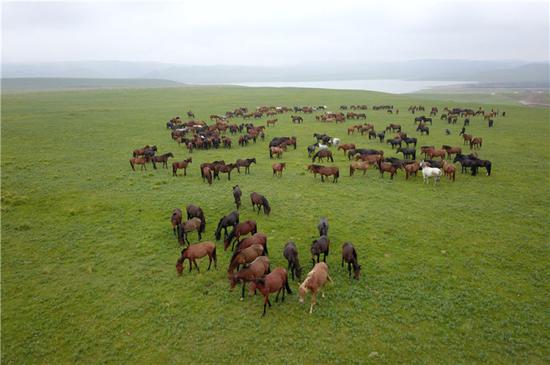 　这是在中农发山丹马场有限责任公司一场拍摄的马群（8月21日无人机拍摄）。新华社记者 范培珅 摄