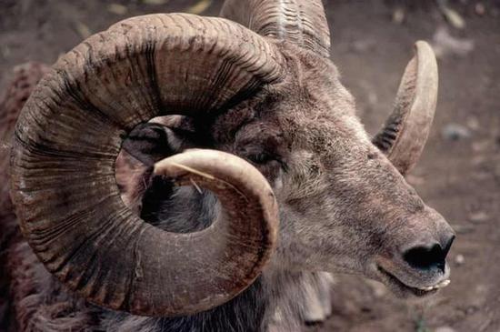 据了解,在蒙古,盘羊是相当于国宝级的保护动物.