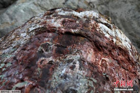 当地时间1月21日，希腊莱斯博斯岛，罕见的化石树被挖掘出土。图为化石树细节展示。