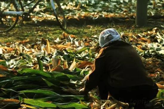 掰完玉米，玉米棵子被割倒，才看见忙碌着的农人，和地里掰下的一堆堆玉米。