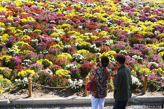 10月11日，秋日的北京植物园菊花盛开，游客在花海里踏秋赏景（ 图片来源：tuku.qianlong.com）。樊甲山摄 千龙网发