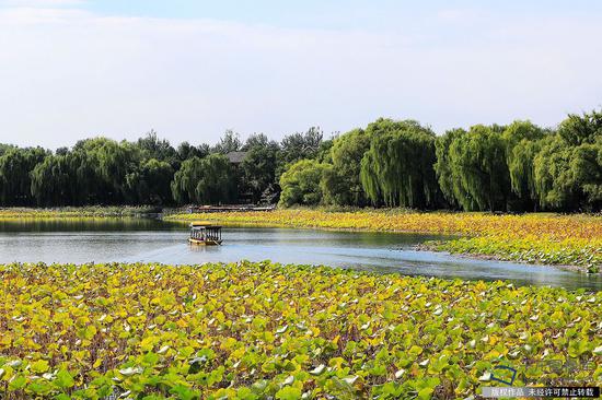  10月10日，金秋的北京颐和园西堤湖面上，金灿灿的荷塘在阳光的照耀下，分外美丽（图片来源：tuku.qianlong.com）。陈燕华摄 千龙网发