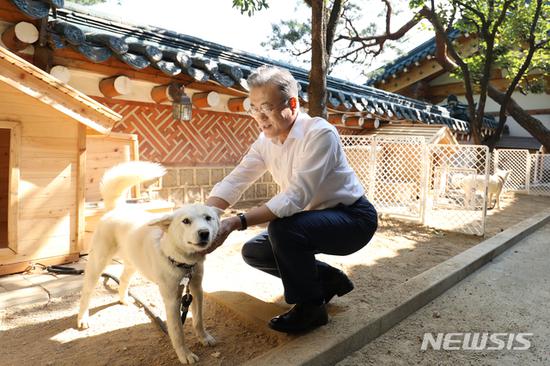 金正恩9月送给韩国的丰山犬 生下6只小狗崽(图) 文在寅与丰山犬“松江”亲密互动(韩国《中央日报》)
