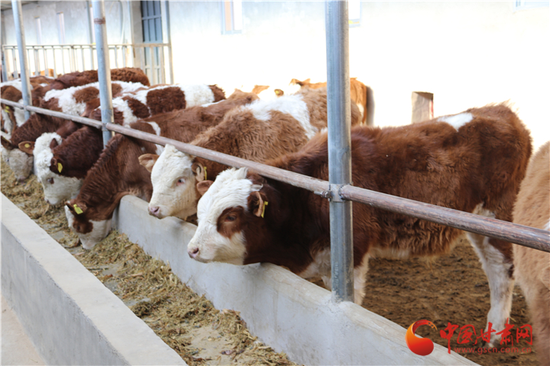  苏黑村养殖农民合作社里的西门塔尔牛