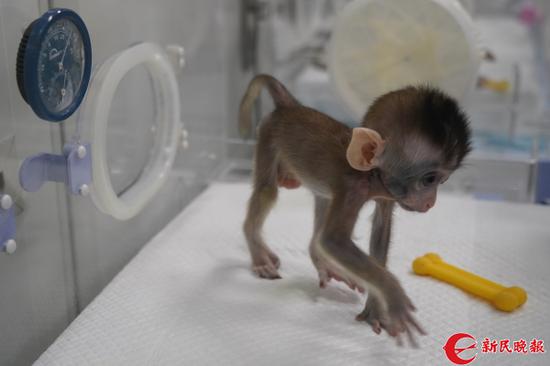 图说：体细胞克隆猴之一在 孵育箱里 活动 郜阳 摄