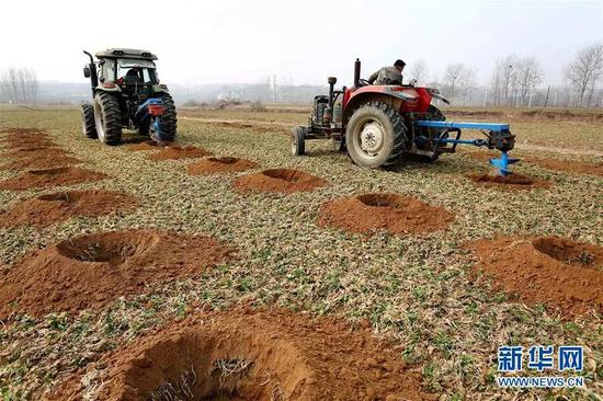 3月7日，造林队员在河北省内丘县柳林镇小杨庄村挖掘树坑。新华社记者 牟宇 摄