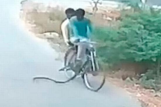 （印度两名男子在乘同一辆自行车时，突然被路边窜出的一条眼镜蛇袭击。）
