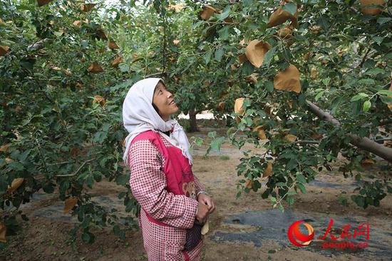 （正在果园里给苹果装套儿的农民马托瑞，看着满树的果儿，脸上有着掩饰不住的喜悦。人民网 张桂贵/摄）