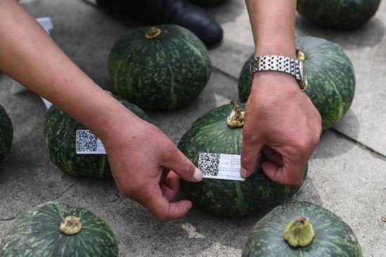2019年6月27日，伟祥生态农业有限公司工作人员给一批即将销往上海的有机南瓜贴上农产品二维码。（新华社记者徐昱摄）