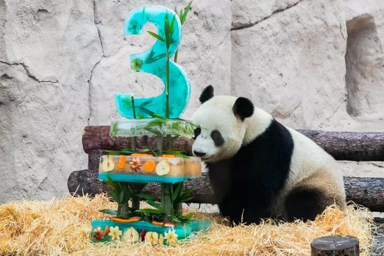  7月31日，在俄罗斯首都莫斯科，大熊猫“如意”准备享用工作人员为它准备的“生日蛋糕”。新华社记者白雪骐 摄
