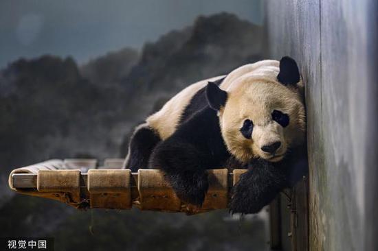 大熊猫“贝贝” 图/视觉中国
