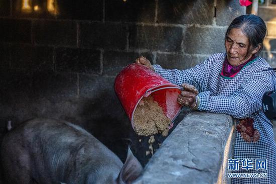 在腾冲市清水乡三家村中寨司莫拉佤族村，李发顺的母亲李明玖在后院喂猪（1月19日摄）。新华社记者 胡超 摄
