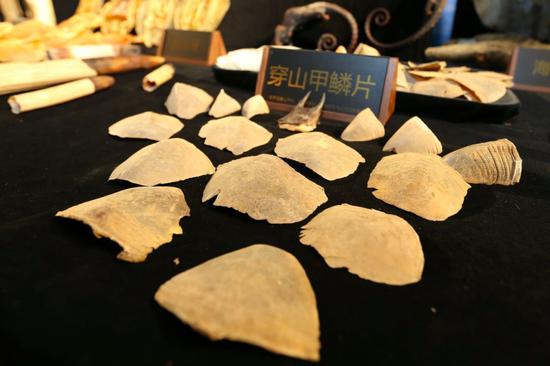 穿山甲是新冠病毒中间宿主？它比熊猫还珍贵