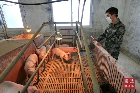 （资料图）2020年2月21日，位于四川省遂宁市的齐全农牧集团股份有限公司优质种猪繁育基地2号场，员工正在检查猪群健康。中新社发 钟敏 摄
