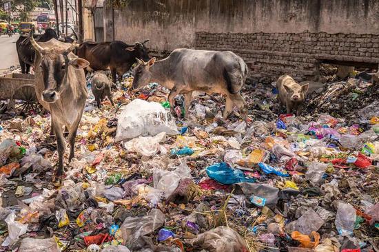  印度拉贾斯坦邦，牛群正在一个肮脏的社区里吃垃圾。/图虫创意