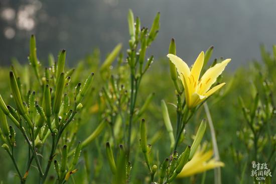 △云州区是闻名全国的“黄花之乡”，每年7月前后进入盛产采摘季。