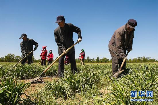 5月11日，农民在山西省大同市云州区西坪镇唐家堡村边的黄花菜地里除草。新华社发（柴婷 摄）