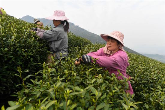 采茶工在浙江省安吉县溪龙乡黄杜村的茶山上采茶（2018年3月24日摄）。新华社记者 黄宗治 摄