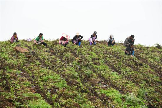 农民在贵州省普安县地瓜镇屯上村的“扶贫茶园”里给茶苗除草（2019年7月7日摄）。当地的茶园栽种有浙江安吉黄杜村捐赠的白茶苗。新华社记者 杨文斌 摄