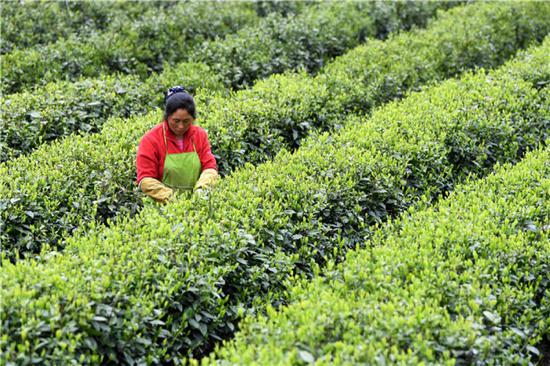安徽金寨县花石乡大湾村的村民在茶产业扶贫基地里采茶（2020年4月17日摄）。新华社记者 刘军喜 摄