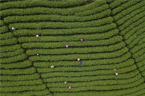 采茶工在浙江省安吉县溪龙乡黄杜村的茶山上采茶（2018年3月24日摄，无人机照片）。新华社记者 黄宗治 摄