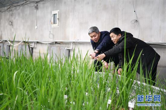 黑龙江省桦南县梨树乡种粮大户孙斌（左）在桦南县水稻分子育种研发中心温室大棚查看育种水稻长势（2019年2月2日摄）。新华社记者 王建威 摄