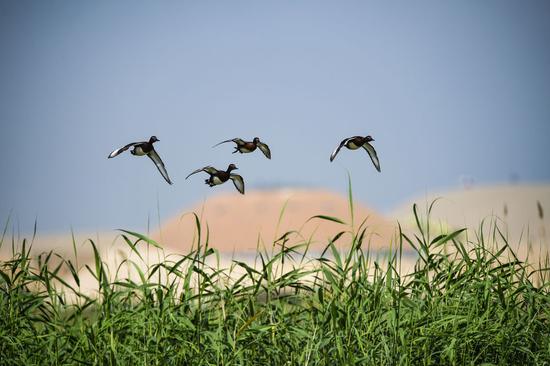  △宁夏石嘴山市平罗县沙湖景区（新华社记者冯开华 摄）