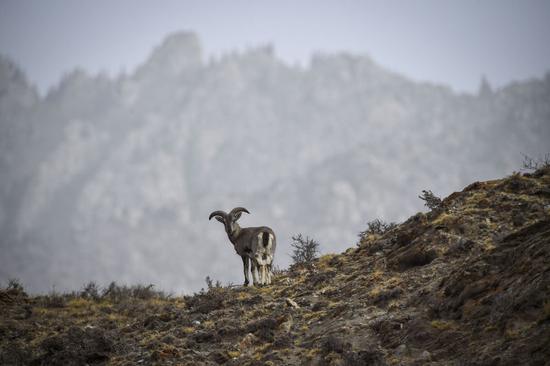 △贺兰山国家级自然保护区的岩羊（新华社记者冯开华 摄）