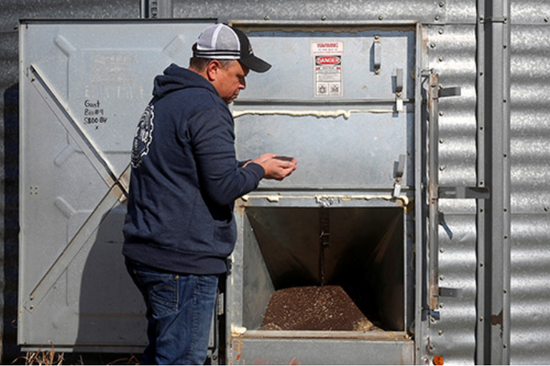 2019年4月12日，一位加拿大阿尔伯塔（Alberta）省的农民检查存储仓存储的油菜籽。