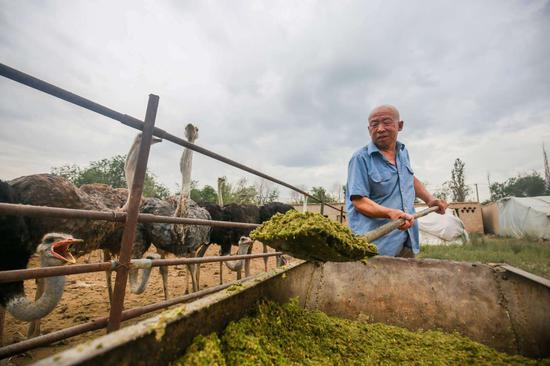 给鸵鸟添加饲草料.(陶维明 摄)