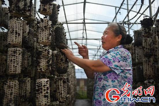  张秀荣在自家种植棚里采摘木耳。光明网记者 潘迪摄