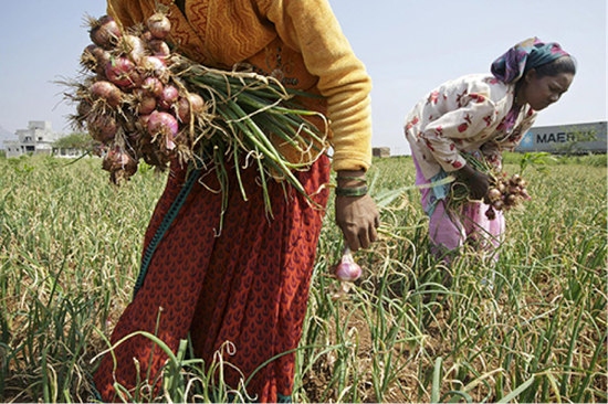  印度是世界最大的洋葱生产国和出口国之一。图|视觉中国
