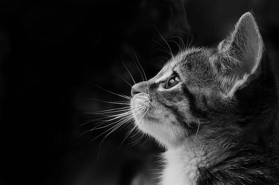 北京日报 虐猫男 开除了之 虐待动物的法律空白怎么补 手机新浪网 北京日报 虐猫男 开除了之 虐待动物的法律空白怎么补 手机新浪网