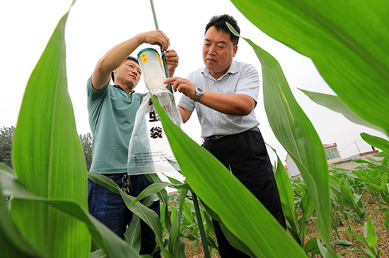  2020年7月11日，安徽省淮北市烈山区农业技术人员在宋町镇玉米地里安装草地贪夜蛾“诱捕器”。图|视觉中国