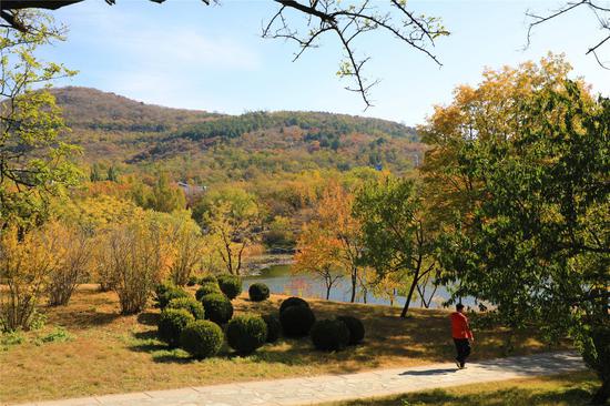 北京日报|北京植物园近2000棵银杏陆续进入观赏期
