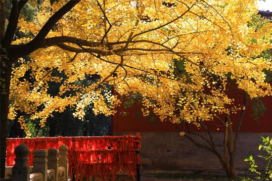 北京日报|北京植物园近2000棵银杏陆续进入观赏期