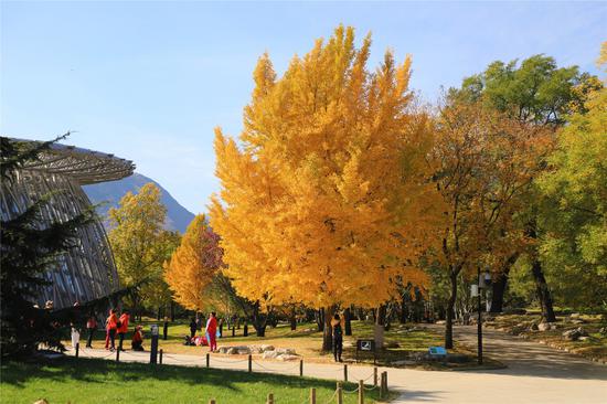 北京日报|北京植物园近2000棵银杏陆续进入观赏期
