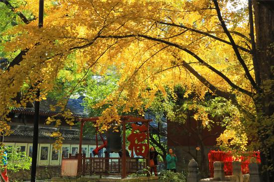 北京日报|北京植物园近2000棵银杏陆续进入观赏期