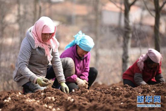 甘肃省定西市渭源县元古堆村村民在种植百合（2020年3月11日摄）。新华社记者 马希平 摄