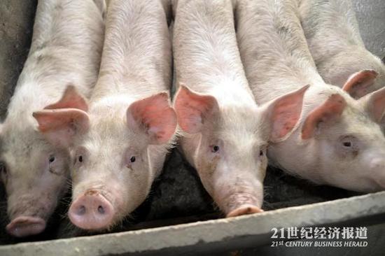 图:从国外引进的洋白猪占领了国内市场,大量本土黑猪濒临灭绝 图源:图虫