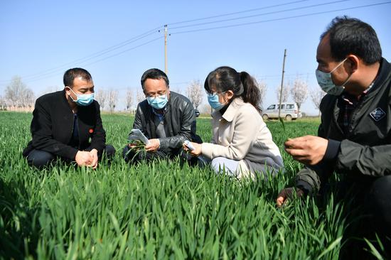 2020年3月17日，西安市农技中心农业科技特派员（左二）在陕西省西安市周至县广济镇与基层农技员交流小麦生长情况。