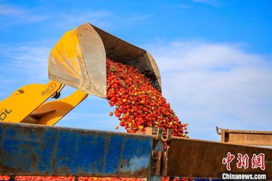 （图说：在新疆博湖县乌兰再格森乡乌兰再格村番茄地里，农牧民群众用装载机装运番茄。图自中新网）