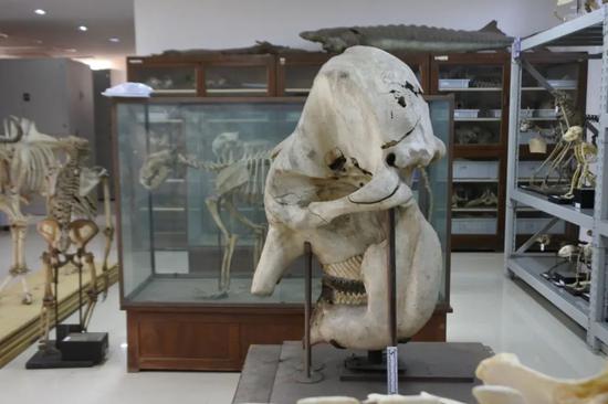 图为亚洲象头骨。中科院古脊椎所供图